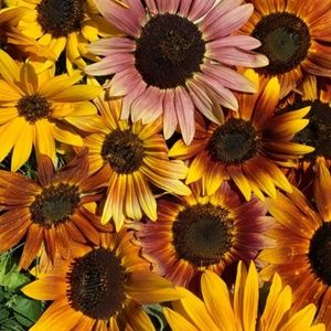 Meet your Posher, Linda